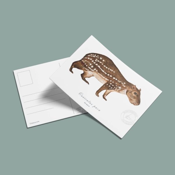 Postal Paca-Cuniculus paca