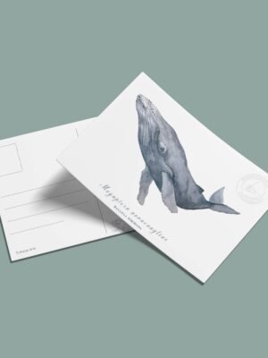Postal Ballena jorobada-Megaptera novaeangliae