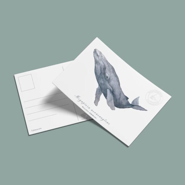 Postal Ballena jorobada-Megaptera novaeangliae