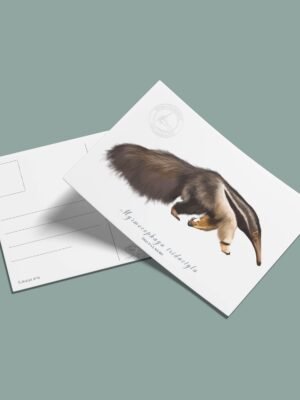 Postal Oso palmero-Myrmecophaga tridactyla