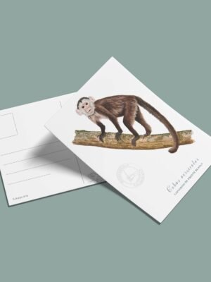 Postal Mono capuchino-Cebus versicolor