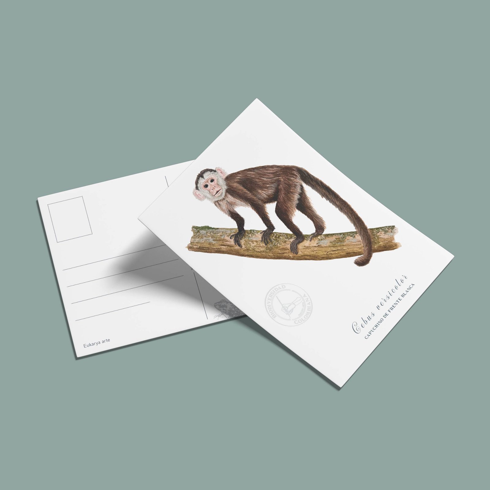postal-47 Postal Mono capuchino-Cebus versicolor