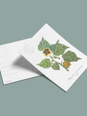 Postal Uchuva-Physalis peruviana