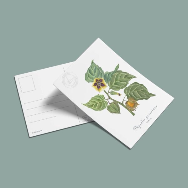 postal-48 Postal Uchuva-Physalis peruviana