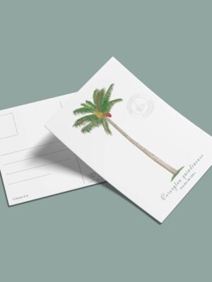 Postal Palma de cera-Ceroxylon quindiuense