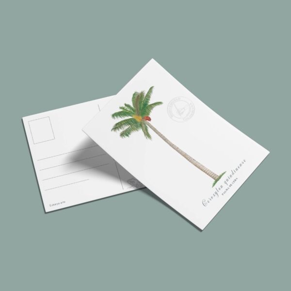 postal-49 Postal Palma de cera-Ceroxylon quindiuense