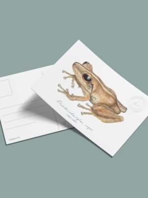 Postal Coquí Común - Eleutherodactylus coqui