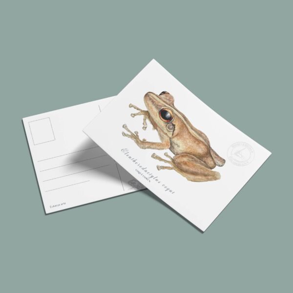 Postal Coquí Común - Eleutherodactylus coqui