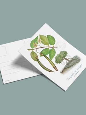 Postal Manlgar-Rhizophora mangle