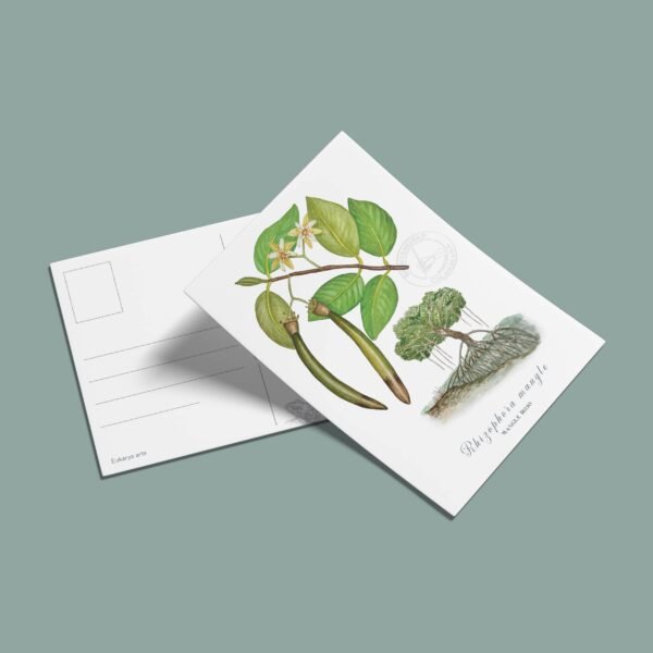 Postal Manlgar-Rhizophora mangle