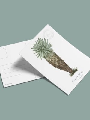 Postal Frailejon-Speletia sp2