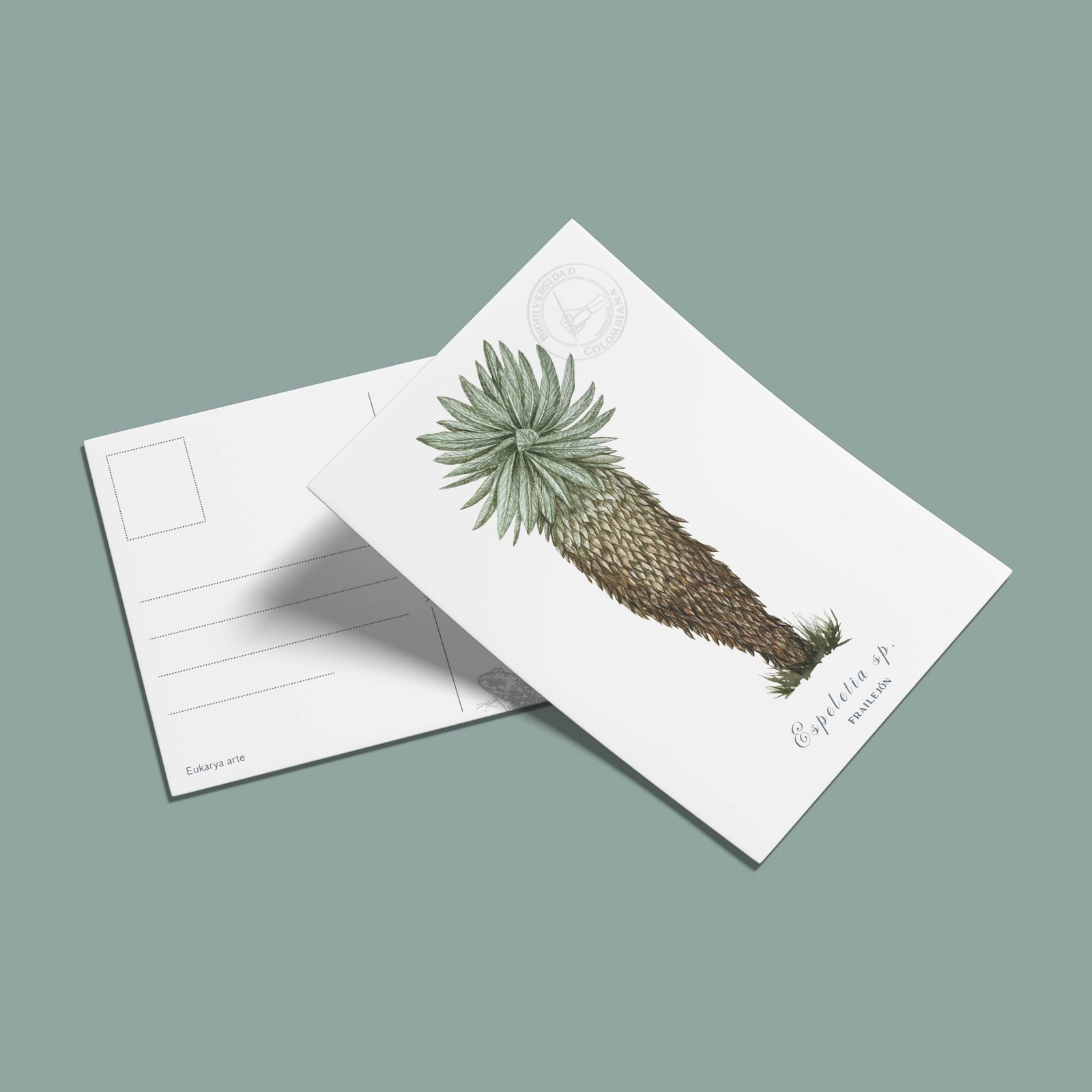 postal-51 Postal Frailejon-Speletia sp2