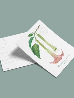 Postal Borrachero-Brugmansia arborea