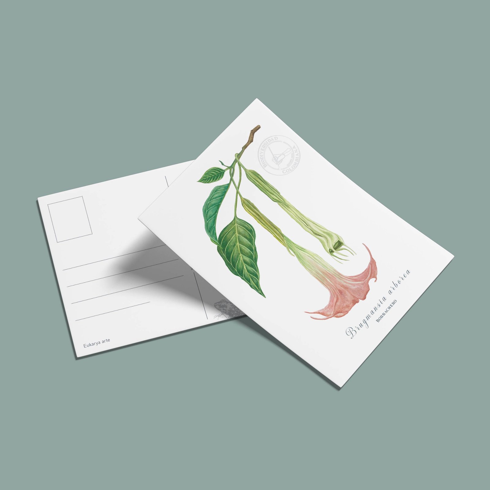 postal-52 Postal Borrachero-Brugmansia arborea
