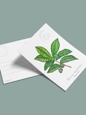 Postal Roble blanco-Quercus humboldtii