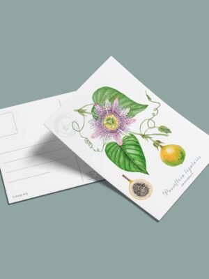 Postal Granadilla-Passiflora lingularis