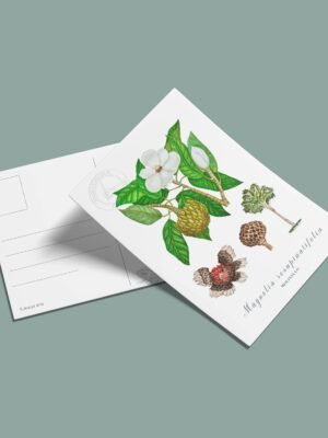 Postal Molinillo-Magnolia resupinatifolia