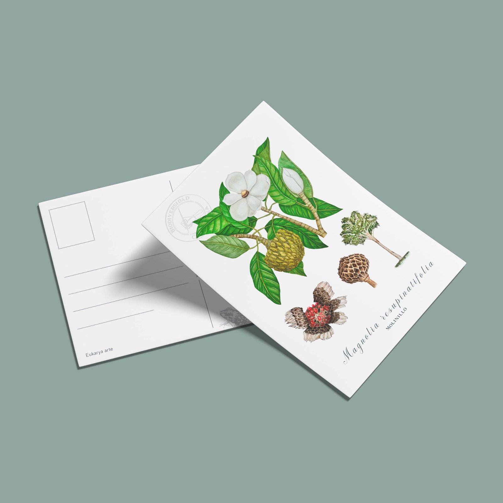 postal-55 Postal Molinillo-Magnolia resupinatifolia