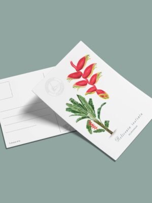 Postal Platanillo-Heliconia rostrata