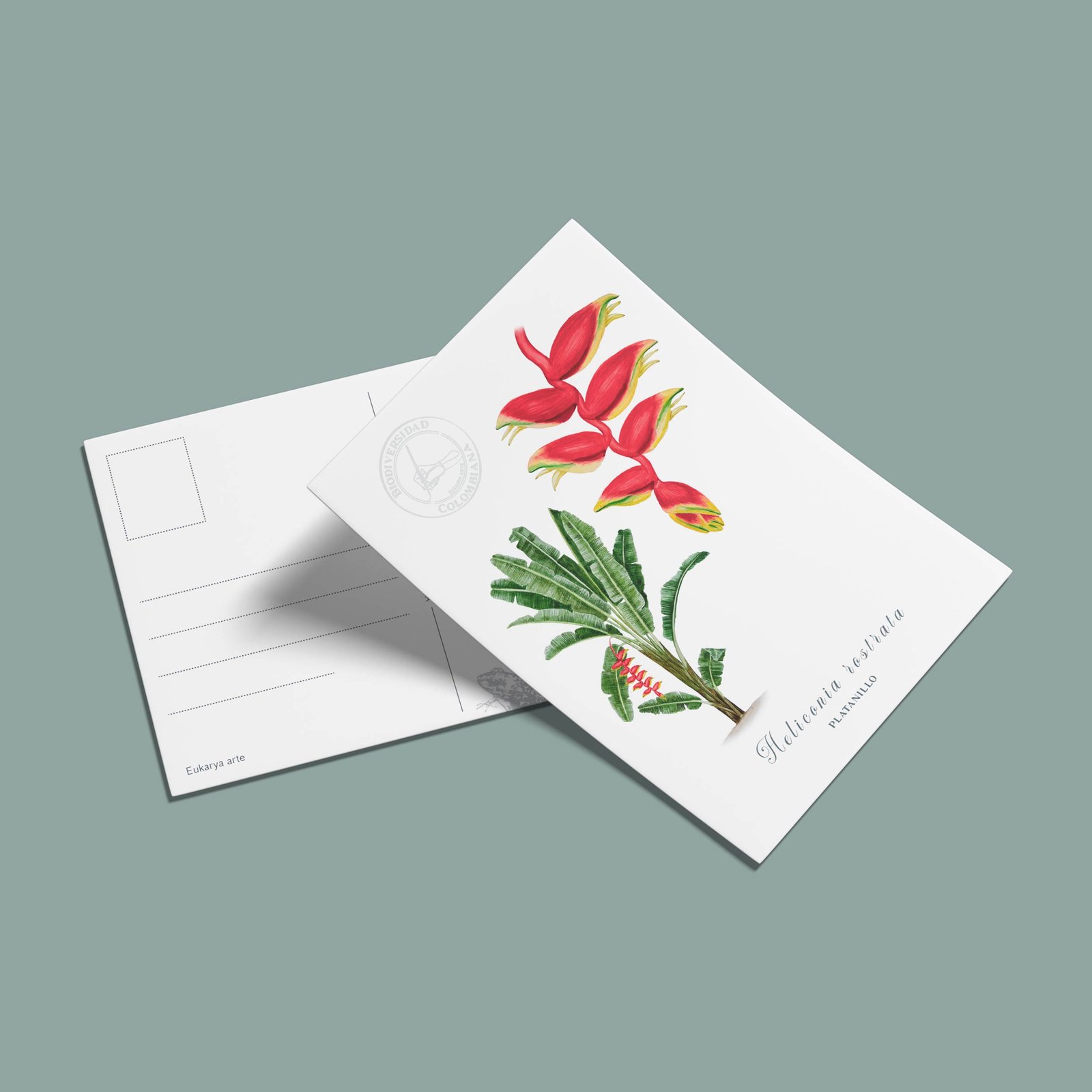 postal-56 Postal Platanillo-Heliconia rostrata