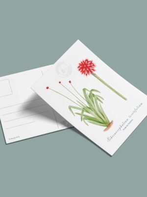 Postal Flor de inirida-Schoenocephalium teretifolium