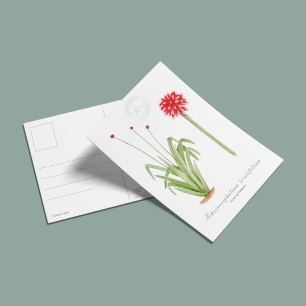 Postal Flor de inirida-Schoenocephalium teretifolium