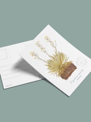 Postal Frailejon-Espeletia muiska