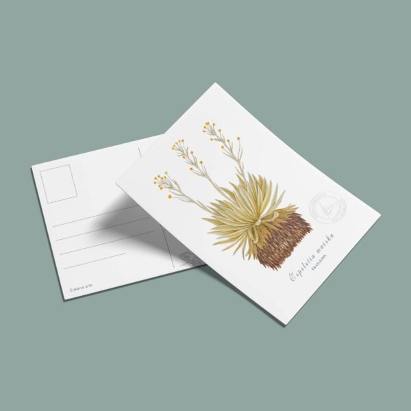 Postal Frailejon-Espeletia muiska