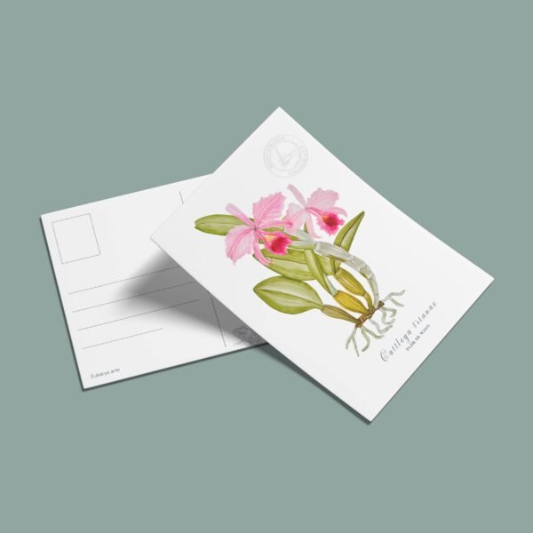 Postal Orquidea-Cattleya trianae