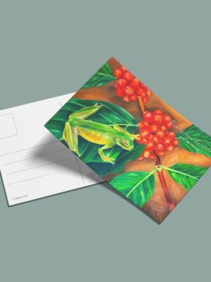 Postal Rana de cristal-Centrolene daidalea