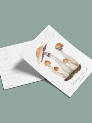 postal-9 Postal -Psilocybe cubensis