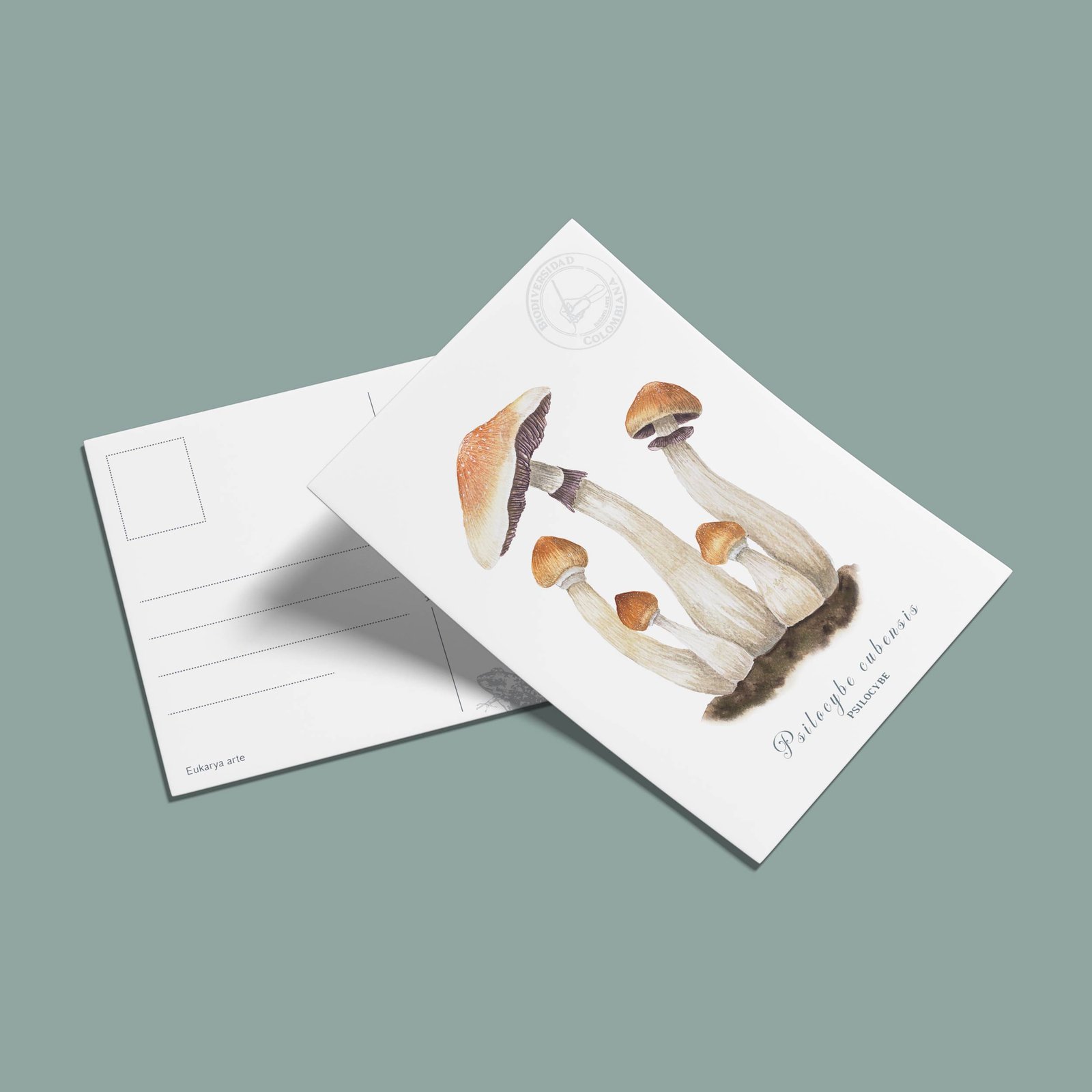 postal-9 Postal -Psilocybe cubensis