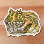 Sticker Rana cornuda-Ceratophrys calcarata