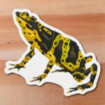 Sticker Rana Arlequin-Atelopus spurrelli