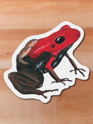 Sticker Rana venenosa de Santander-Andinobates virolinensis