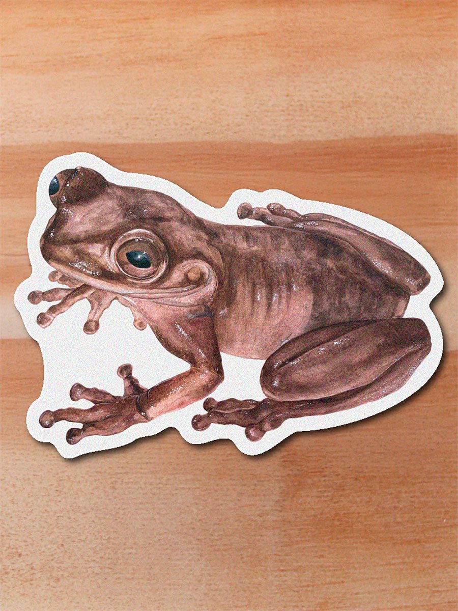 Sticker Rana de Lynch-Hyloscirtus lynchi
