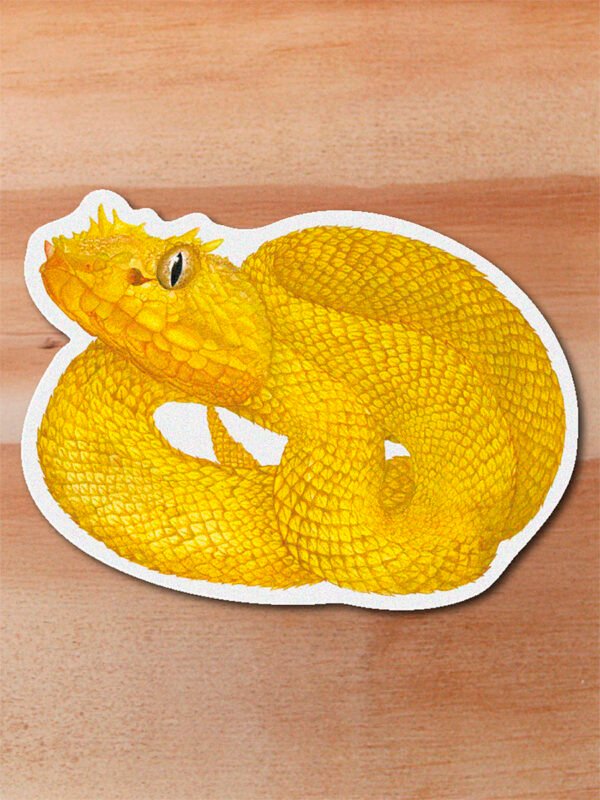 Sticker Pestañona-Bothriechis schlegelii