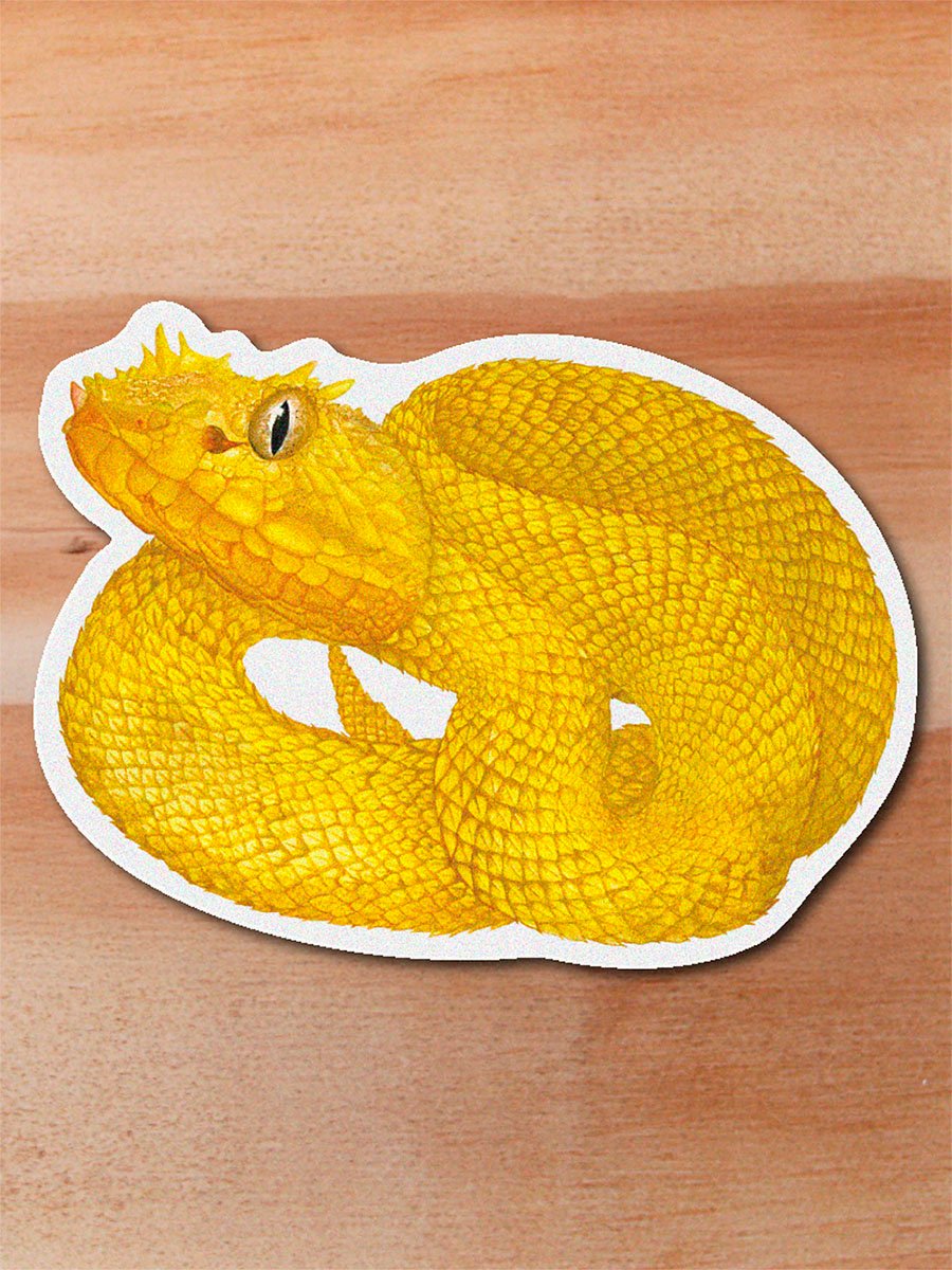 Sticker Pestañona-Bothriechis schlegelii