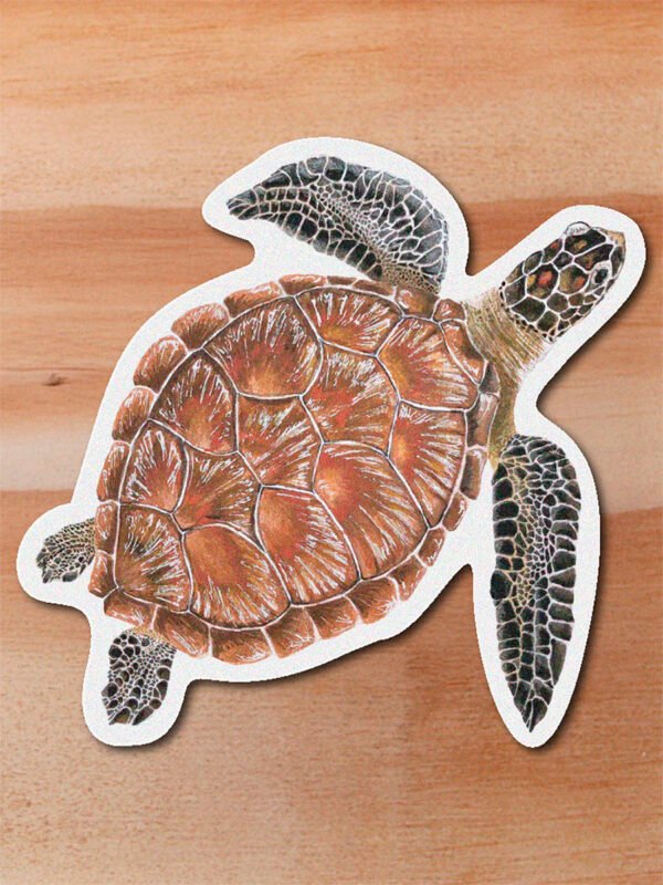 Sticker Tortuga verde-Chelonia mydas