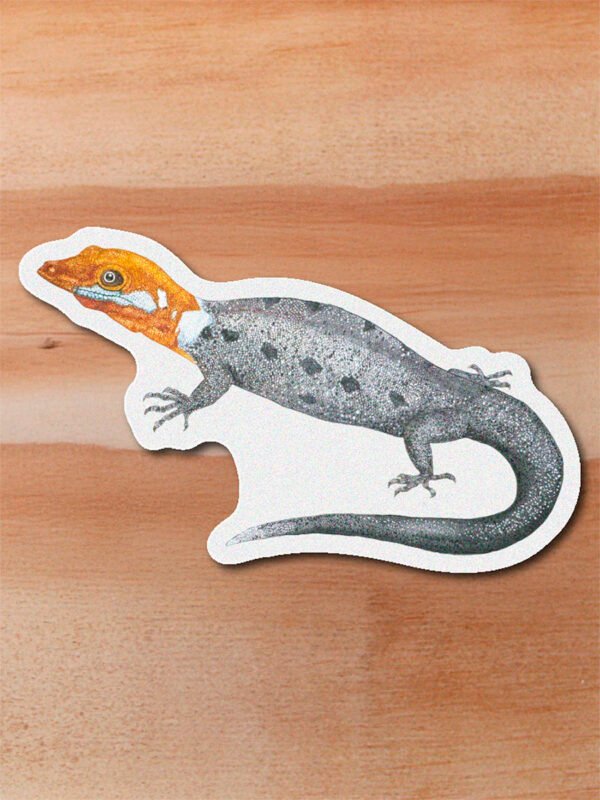 stickers_0014_herpetos-15.png Sticker Gecko-Gonatodes albogularis