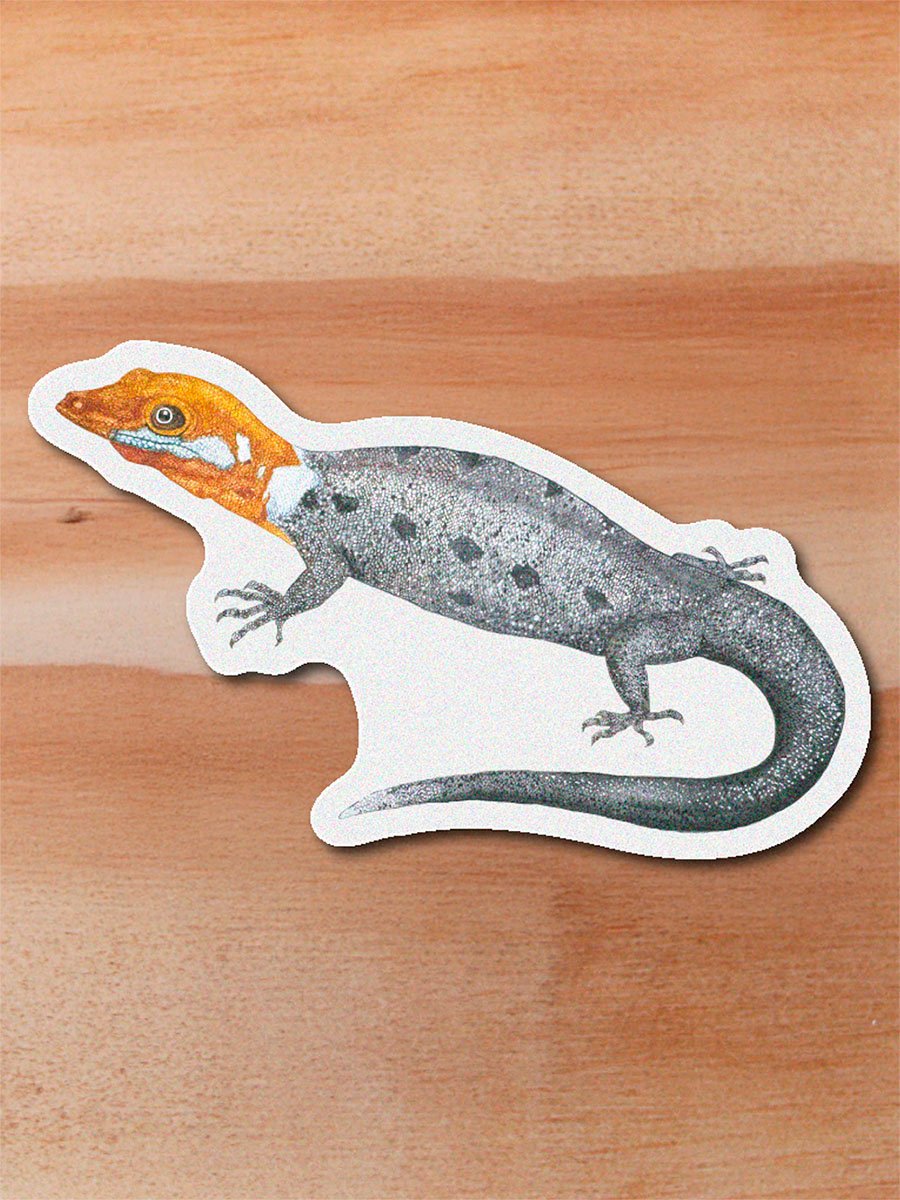 Sticker Gecko-Gonatodes albogularis
