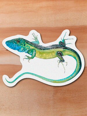Sticker Lagartija azul - Cnemidophorus lemniscatus