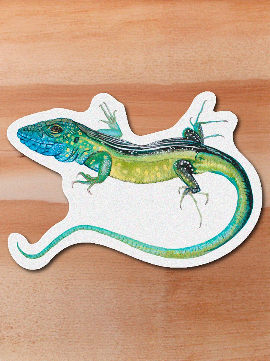 stickers_0015_herpetos-16.png Sticker Lagartija azul - Cnemidophorus lemniscatus