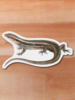 Sticker Mabuya-Mabuya sp