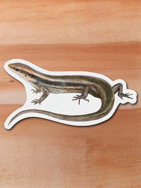 Sticker Mabuya-Mabuya sp