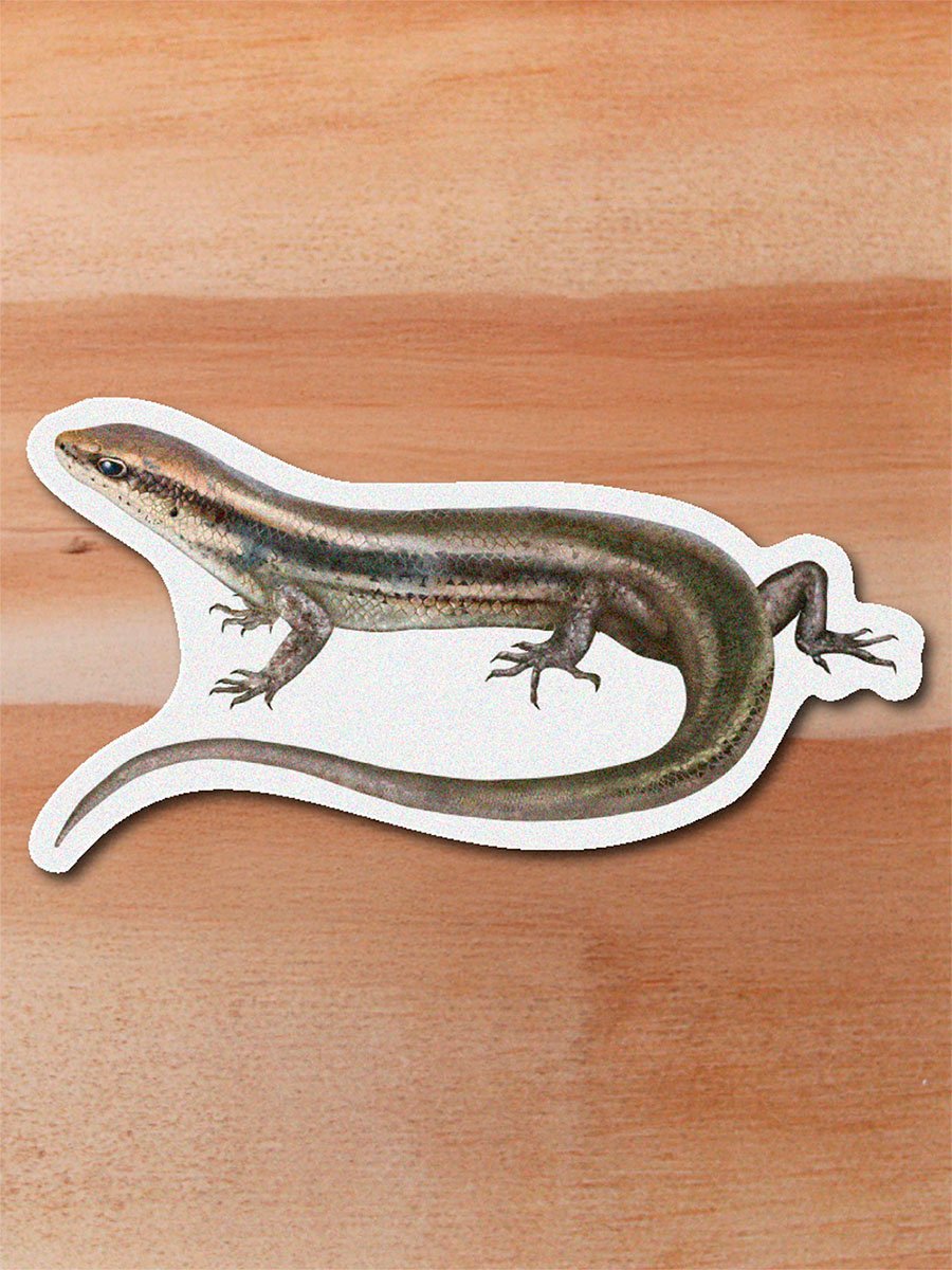 stickers_0017_herpetos-18.png Sticker Mabuya-Mabuya sp