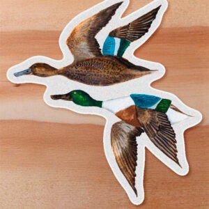 Sticker Pato cuchara - Spatula clypeata