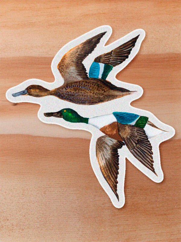 Sticker Pato cuchara - Spatula clypeata