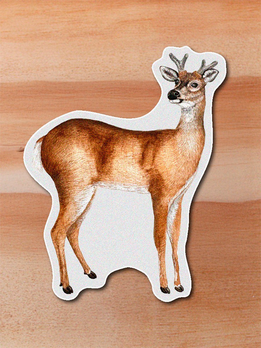Sticker Venado-Odocoileus virginianus