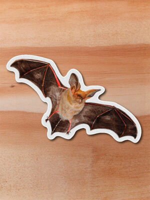 Sticker Murciélago-Histiotus montanus